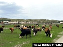 Өрістен қайтқан сиыр. ШҚО, Марқакөл ауданы Қараой ауылы. 24 шілде, 2024 жыл.