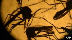 Комары вида Aedes aegypti под лабораторным стеклом