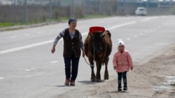 Коронавирус карантині кезінде Алматының шетінде сиыр жетектеп, бала ертіп келе жатқан әйел. 14 сәуір 2020 жыл. Көрнекі сурет.