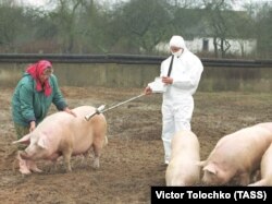 Апат орнына жақын жерде бағылатын шошқалардың радиацияны сіңіру деңгейін тексеріп жатқан маман.