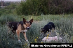 Собаки на опустевших улицах